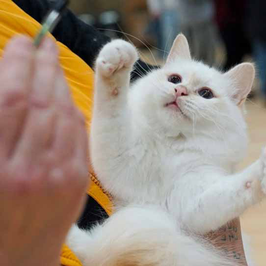 Wystawa kotów w Brocknell w Anglii, kot Turecki Van, 2022