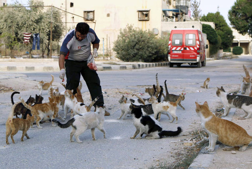 Syria, Aleppo, schronisko dla kotów