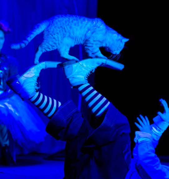 Koci Teatr Dmitrija Kukłaczowa - tresowane koty