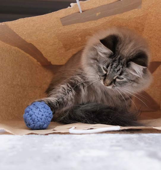 Zabawy kot贸w w domu - karonowa torba