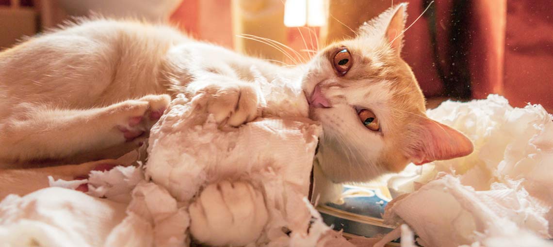 Zabawy w臋chowe kot贸w - papier toaletowy zamiast zabawek
