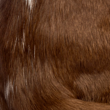 futro orientalnego dwługowłosego