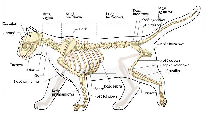 szkielet kota, nazwy kości
