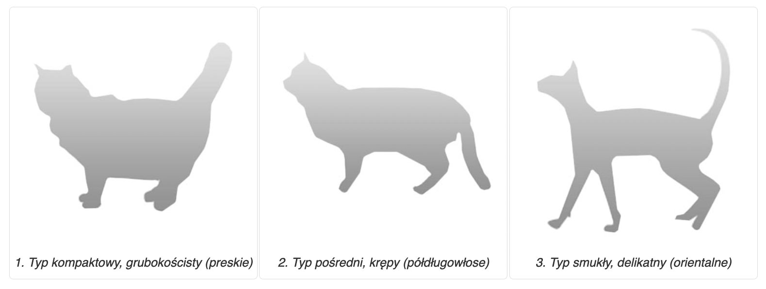 typy budowy kotów - kompaktowy, pośredni, smukły