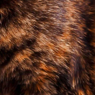 kolor futra kota - brązowy szylkretowy