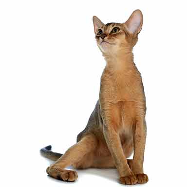 futro kota abisyńskiego - kolor zwykły