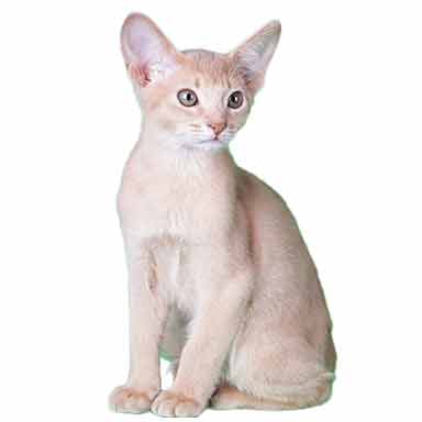 Futro kota abisyńskiego - kolor płowy