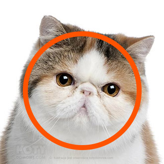 głowa kota perskiego