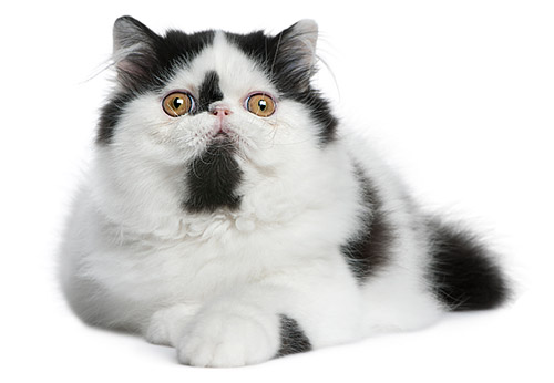 Kot rasy perskiej o maści zwanej harlekin