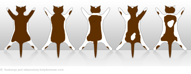 Futro kota – desenie typu Bikolor
