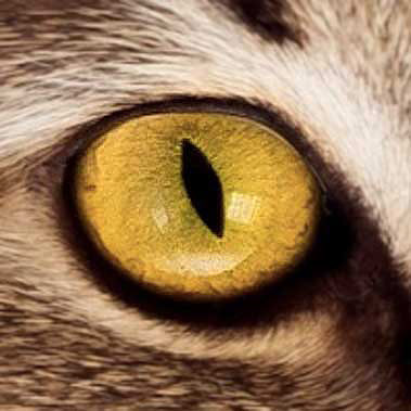 oko kota, kolor - ciemno żółty