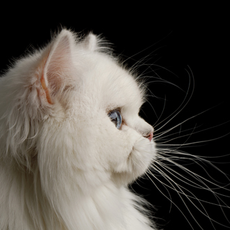 profil kota perskiego
