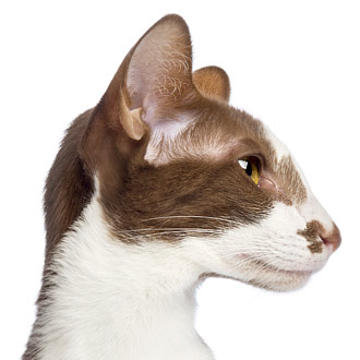 profil kota orientalnego