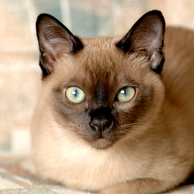 Rodzaj deseniu futra kota - typ punktowy tonkijski.