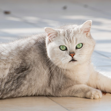 Rodzaj deseniu futra kota - typ punktowy taki jak syjamski lub pręgowane punkty.