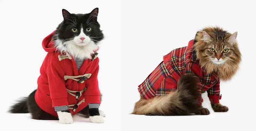 kocia moda czyli ubranka dla kota