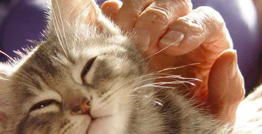 Kot terapeuta i felinoterapia i inne terapie z udzia艂em zwierz膮t