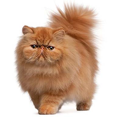 kot perski czerwony - kr臋pa budowa, p艂aska okr膮g艂a twarz, d艂ugow艂osy