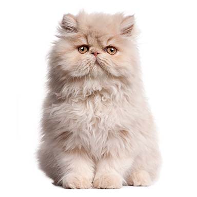 kot perski jednobarwny, liliowy - kr臋pa budowa, p艂aska okr膮g艂a twarz, d艂ugow艂osy