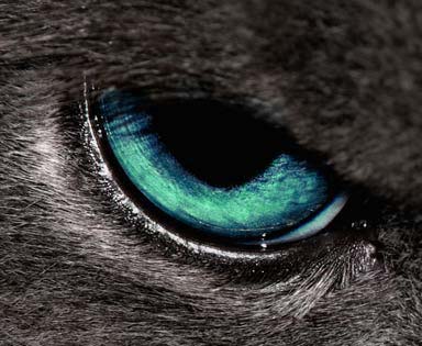 zdj臋cie oka kota, artyku艂 budowa oka i widzenie kota