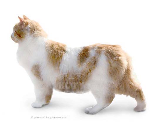Kot Cymric, zdjęcie główne