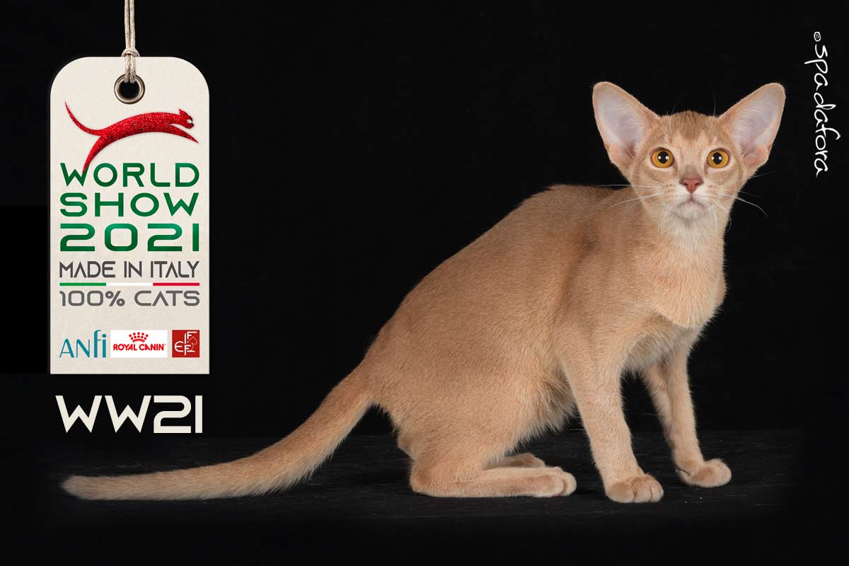 Kot abisyński - Zwycięzca Światowej Wystawy we Włoszech w 2021 r.