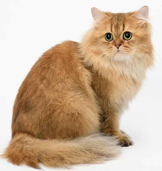 Kot brytyjski długowłosy tabby