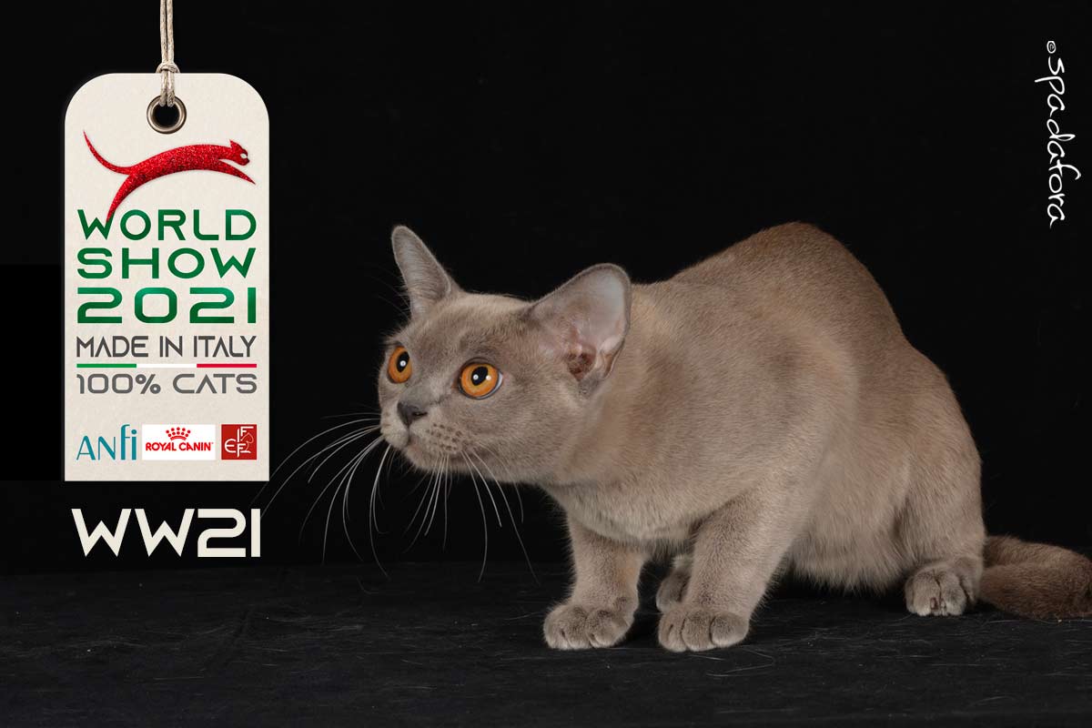 Kot burmski - ZwyciÄ™zca Åšwiatowej Wystawy we WÅ‚oszech w 2021 r.