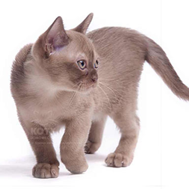 Kot Burmski / Burmese