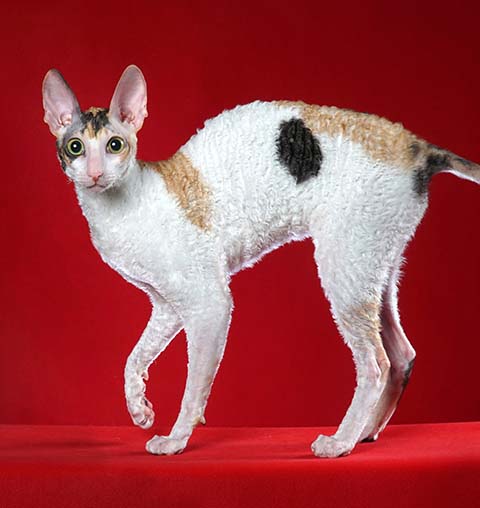 Kot cornish rex