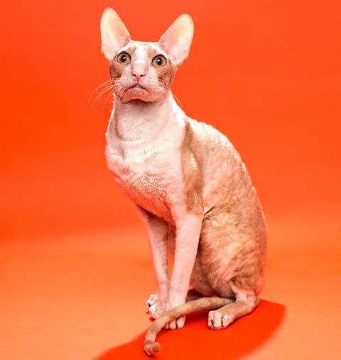 Kot cornish rex