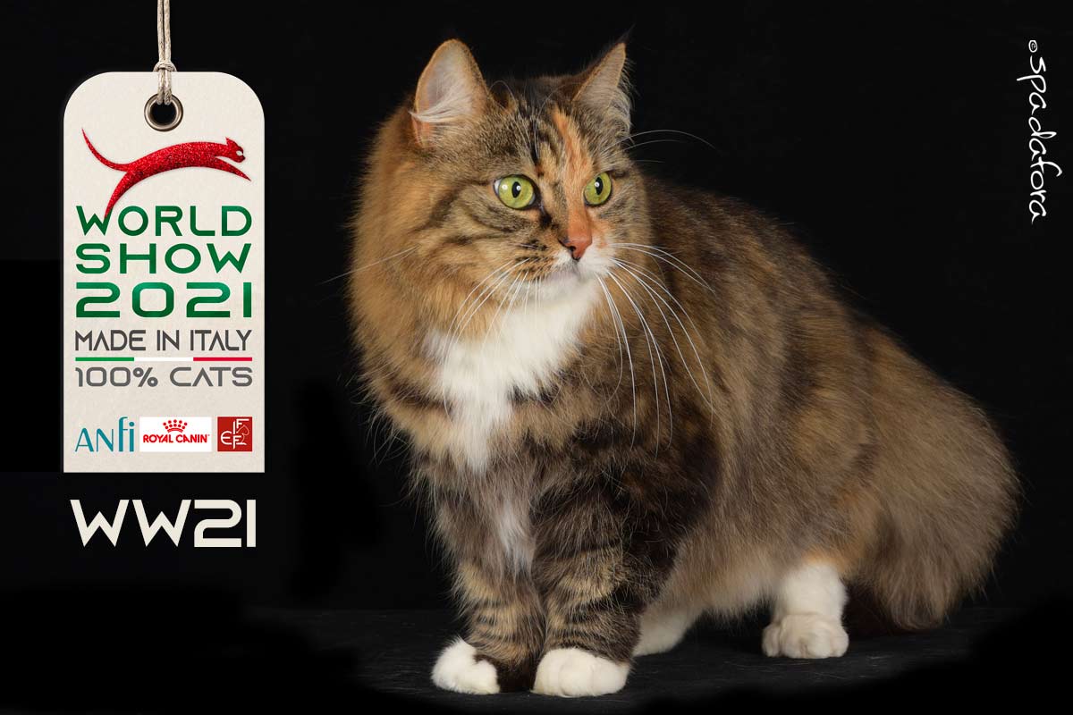 Kot domowy długowłosy - Zwycięzca Światowej Wystawy we Włoszech w 2021 r.