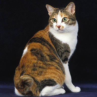 Kot Japonski Bobtail
