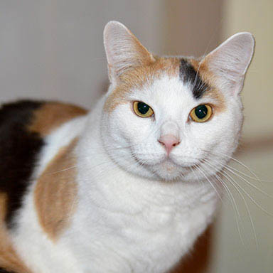 Kot Japonski Bobtail