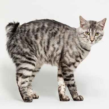 Kot Kurylski Bobtail Krótkowłosy