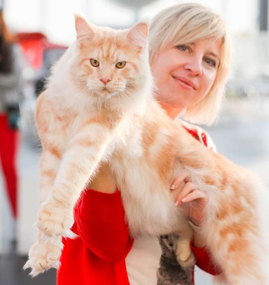 Kot Maine Coon - wystawa FIFe World Show 2020