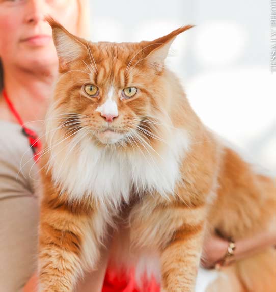 Kot Maine Coon - wystawa FIFe World Show 2020