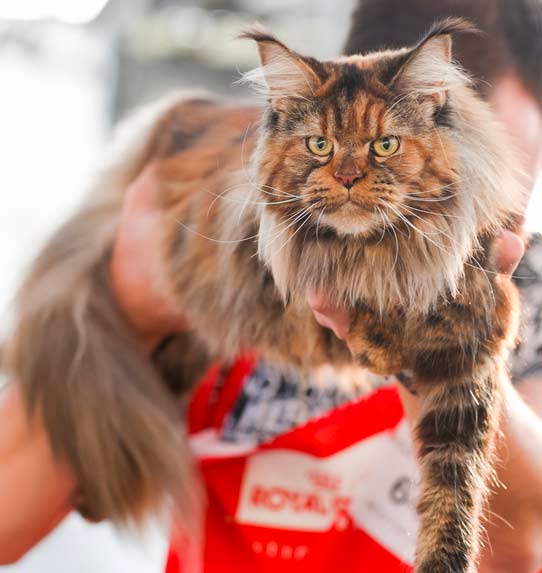 Kot Maine Coon - wystawa FIFe World Show 2020