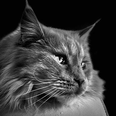 Kot Maine Coon