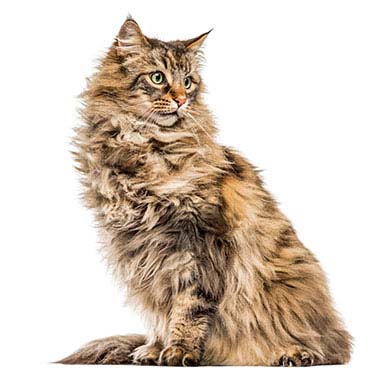 Kot Maine Coon