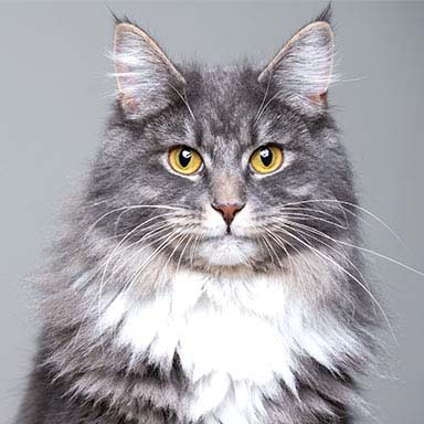Kot Maine Coon