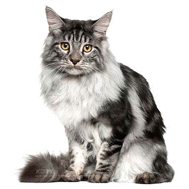 Kot Maine Coon