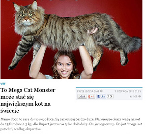 Kot Rupert