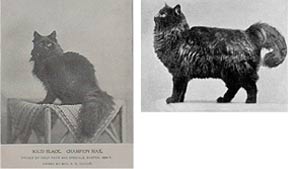 King Max, Maine Coon