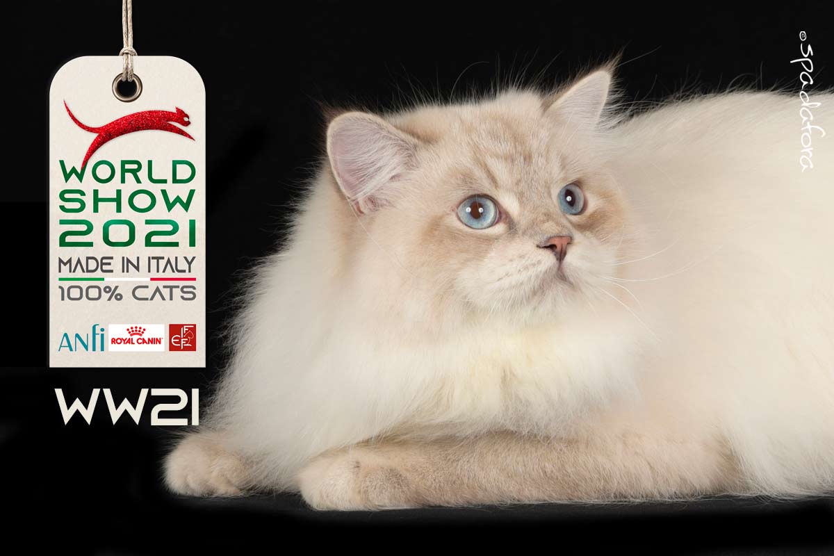 Kot Nevamascarade - Zwycięzca Światowej Wystawy we Włoszech w 2021 r.