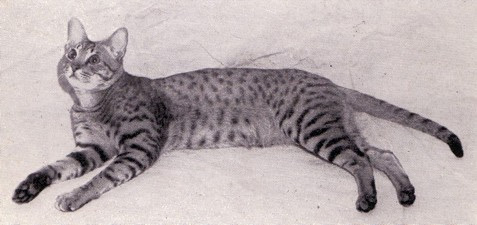 Pierwszy kot rasy Ocicat o imieniu Tonga
