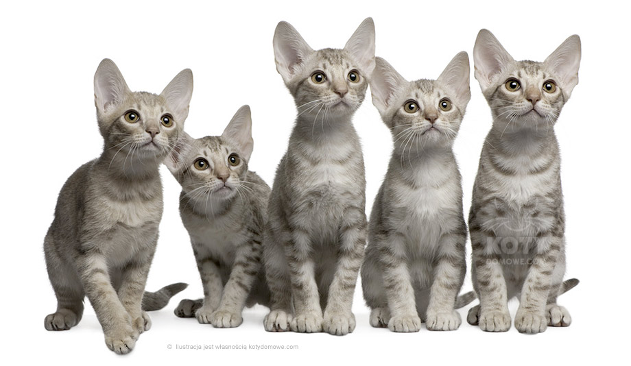 Kot Ocicat