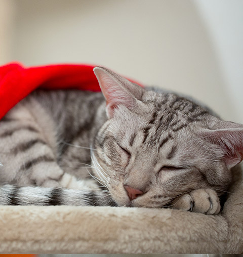 Kot Ocicat