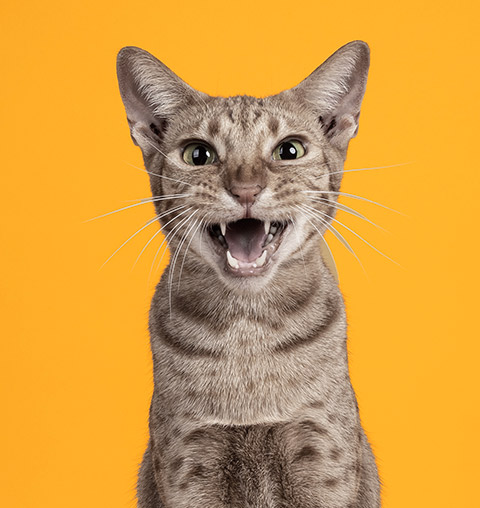 Kot Ocicat