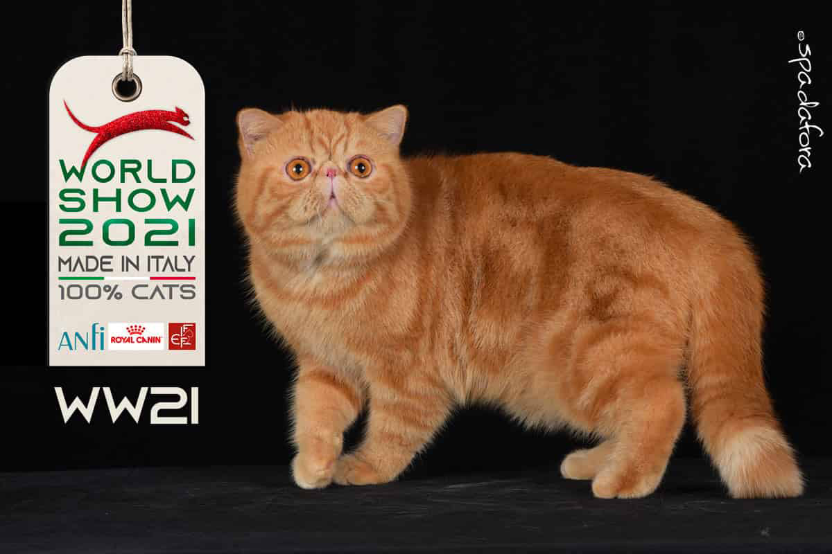Kot Egzotyczny Tabby - Zwycięzca Światowej Wystawy we Włoszech w 2021 r.